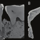 CT scans showing the presence of a dental putty used to piece together the fake specimen. (Image: De Groote et al/RSOS)